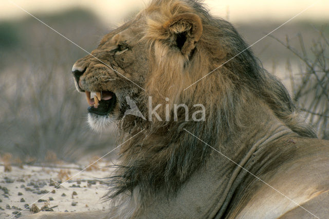 Lion (Panthera leo)