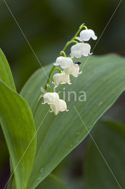 Lelietje-van-dalen (Convallaria majalis)