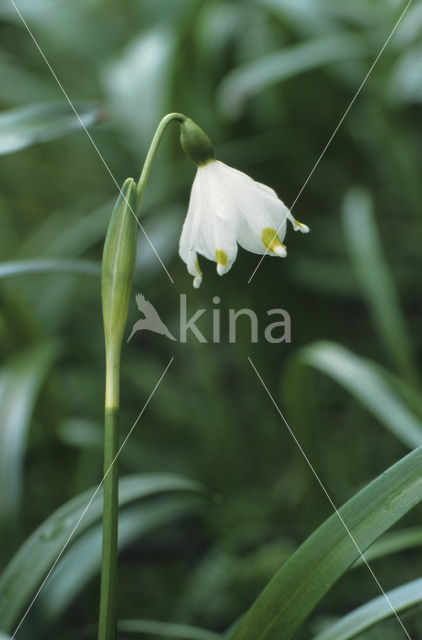 Lenteklokje (Leucojum vernum)