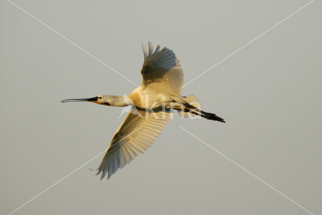 Eurasian Spoonbill (Platalea leucorodia)