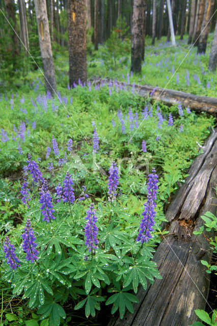 Lupine (Lupinus spec.)