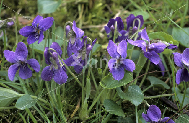 Sweet Violet (Viola odorata)