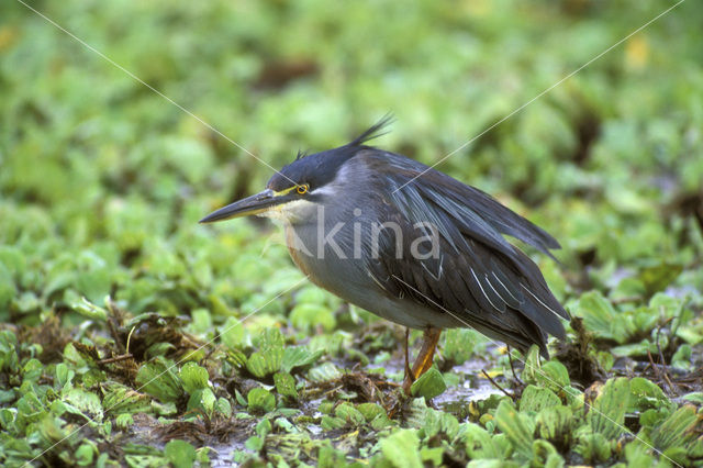 Mangrovereiger (Butorides striatus)