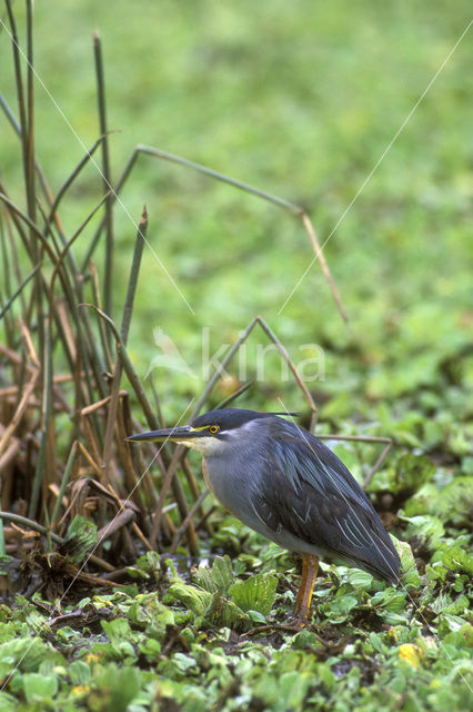 Green-backed Heron (Butorides striatus)