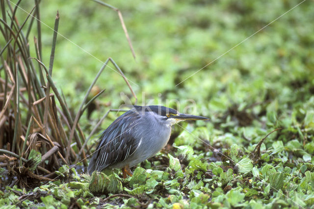 Green-backed Heron (Butorides striatus)