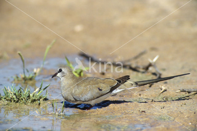 Maskerduif (Oena capensis)