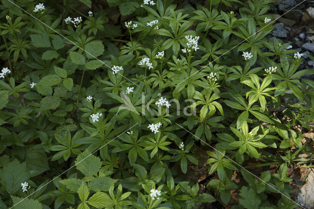 Meekrap (Rubia tinctorum)