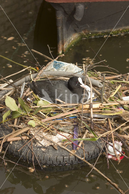 Common Coot (Fulica atra)