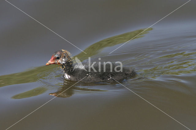 Meerkoet (Fulica atra)