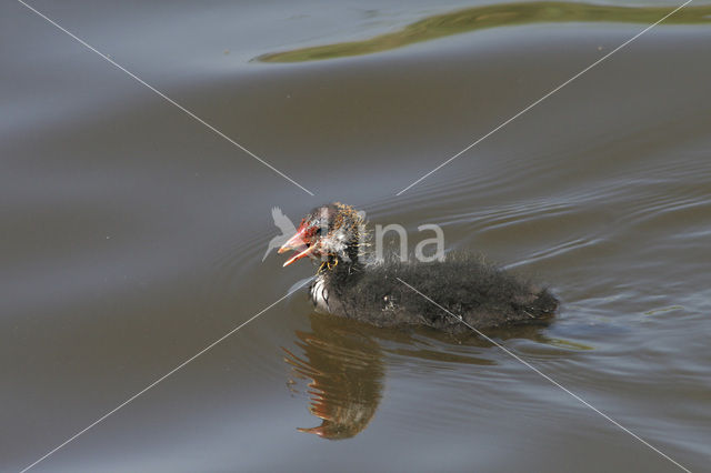 Common Coot (Fulica atra)