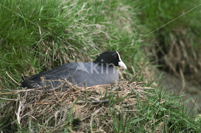 Meerkoet (Fulica atra)