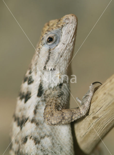 Desert Spiny Lizard (Sceloporus magister)