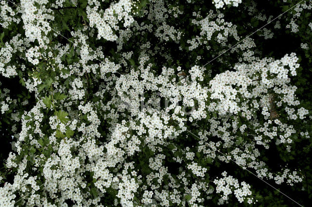 Hawthorn (Crataegus )