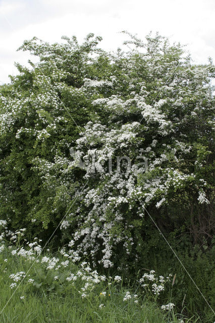 Hawthorn (Crataegus )
