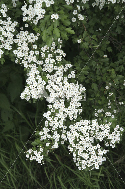 Hawthorn (Crataegus )