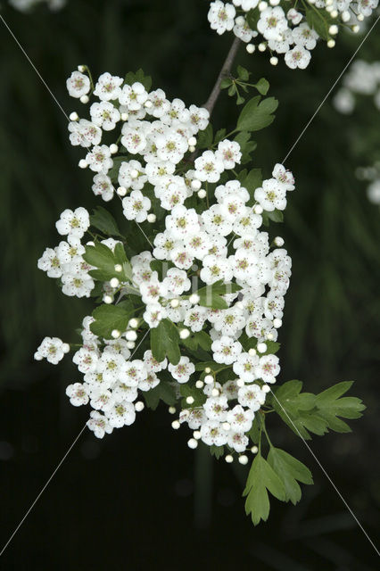 Hawthorn (Crataegus )