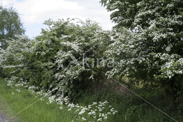 Hawthorn (Crataegus )
