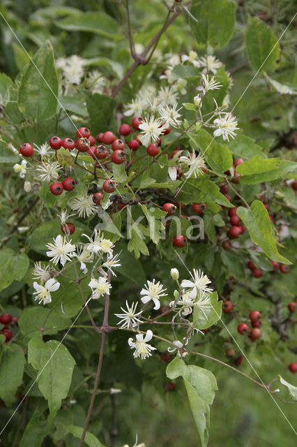 Hawthorn (Crataegus )
