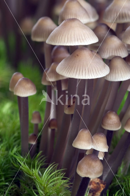 Melksteelmycena (Mycena galopus)