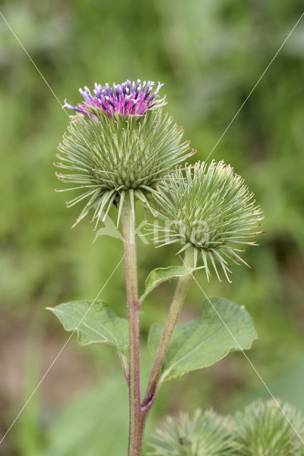 Wood Burdock (Arctium pubens)