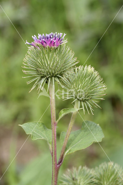 Wood Burdock (Arctium pubens)