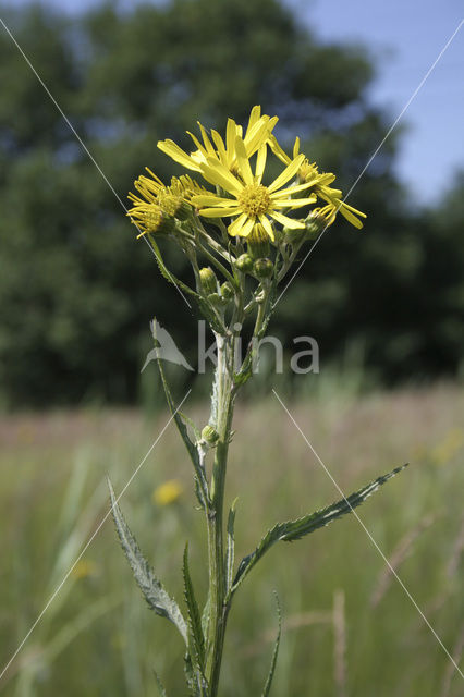 Moeraskruiskruid (Senecio paludosus)