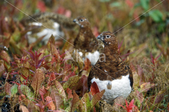 Willow Ptarmigan (Lagopus lagopus)