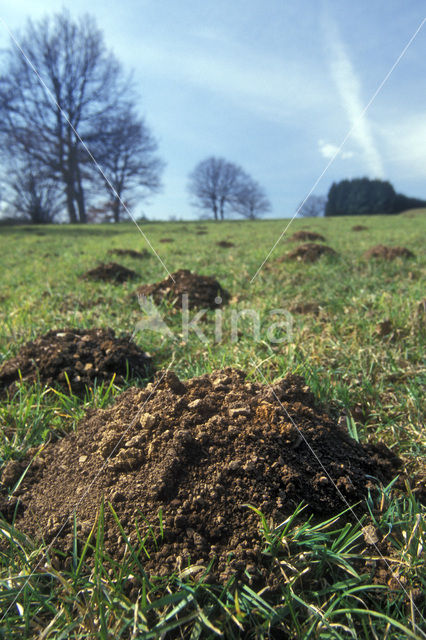 Mole (Talpa europaea)