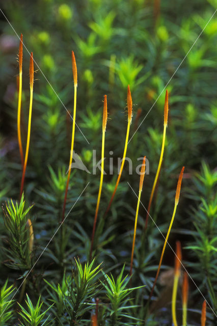 Moss