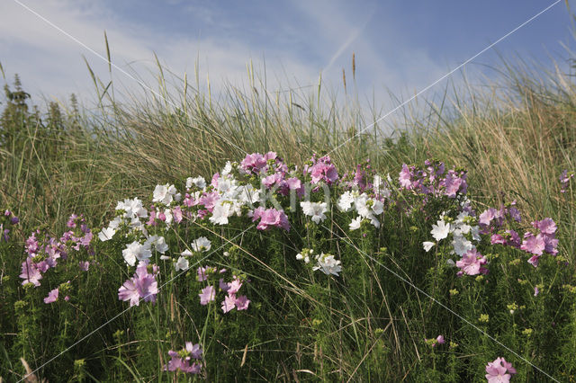 Muskuskaasjeskruid (Malva moschata)