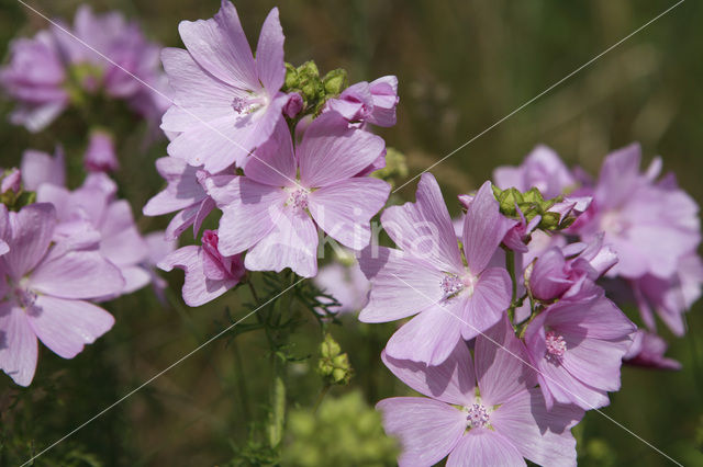 Muskuskaasjeskruid (Malva moschata)