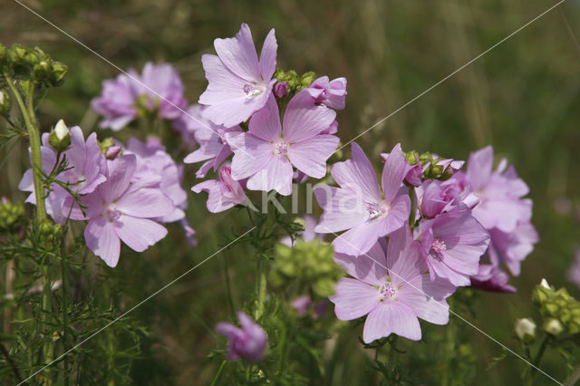 Muskuskaasjeskruid (Malva moschata)