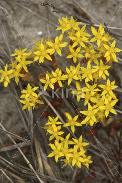 Biting Stonecrop (Sedum acre)