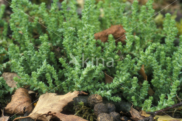 Muurpeper (Sedum acre)