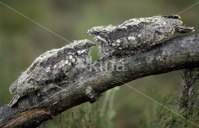 European Nightjar (Caprimulgus europaeus)