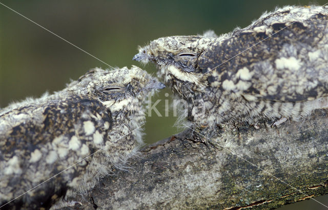 European Nightjar (Caprimulgus europaeus)