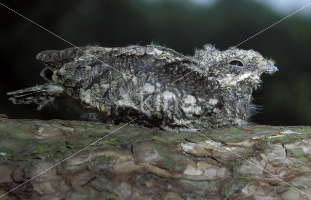 European Nightjar (Caprimulgus europaeus)