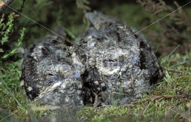 European Nightjar (Caprimulgus europaeus)