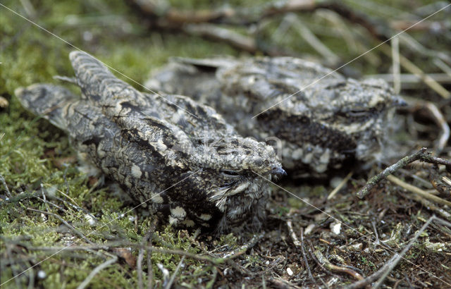 Nachtzwaluw (Caprimulgus europaeus)