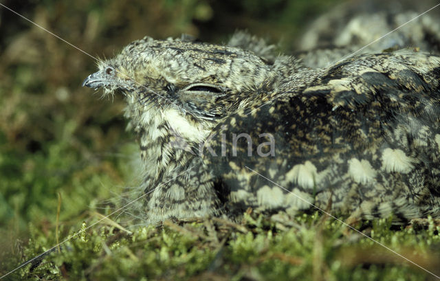 European Nightjar (Caprimulgus europaeus)