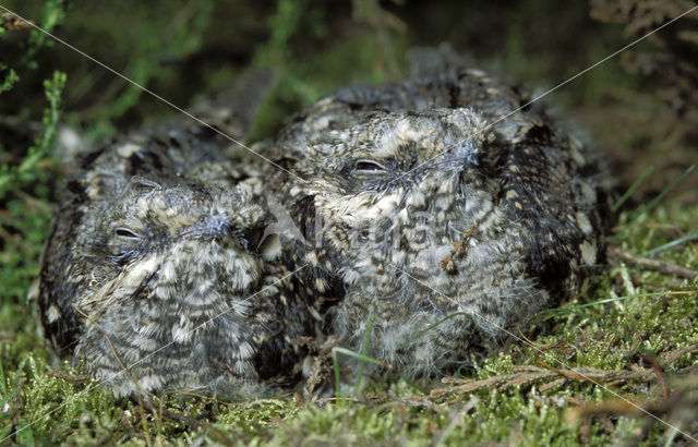 Nachtzwaluw (Caprimulgus europaeus)