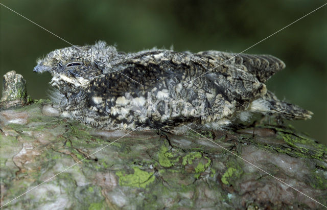 European Nightjar (Caprimulgus europaeus)