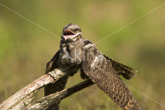 European Nightjar (Caprimulgus europaeus)