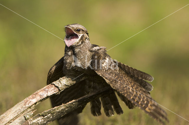 European Nightjar (Caprimulgus europaeus)