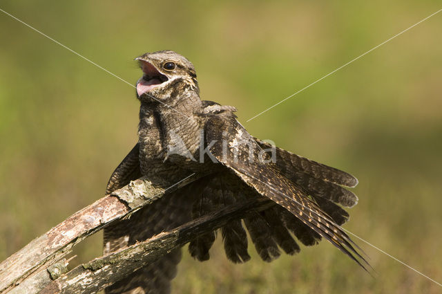 European Nightjar (Caprimulgus europaeus)