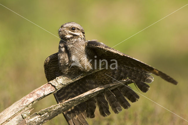 European Nightjar (Caprimulgus europaeus)