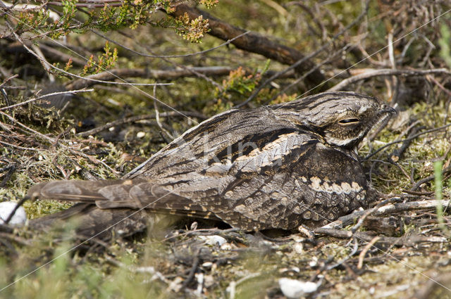 Nachtzwaluw (Caprimulgus europaeus)