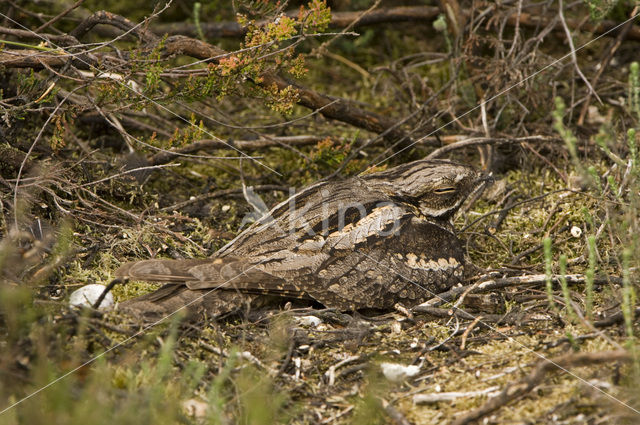 Nachtzwaluw (Caprimulgus europaeus)