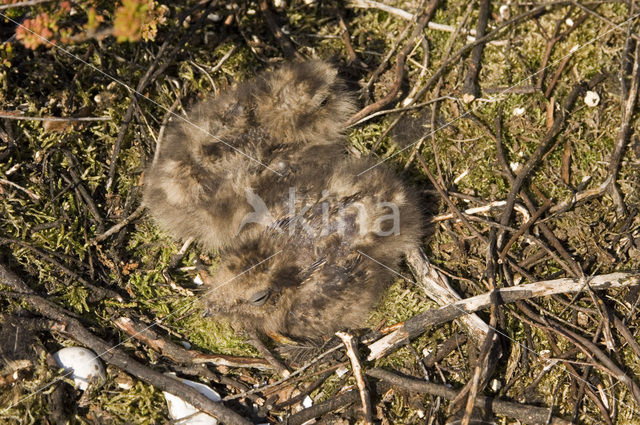 European Nightjar (Caprimulgus europaeus)