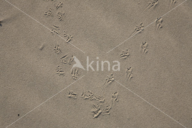 Nationaal park Schiermonnikoog